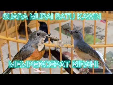 AMPUH!!! SUARA MURAI BATU KAWIN MEMPERCEPAT BIRAHI MURAI BETINA  #BETINACEPATBIRAHI #betinabirahi