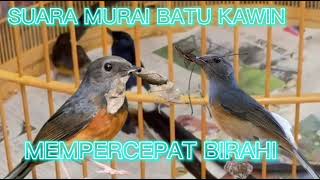 AMPUH!!! SUARA MURAI BATU KAWIN MEMPERCEPAT BIRAHI MURAI BETINA  #BETINACEPATBIRAHI #betinabirahi