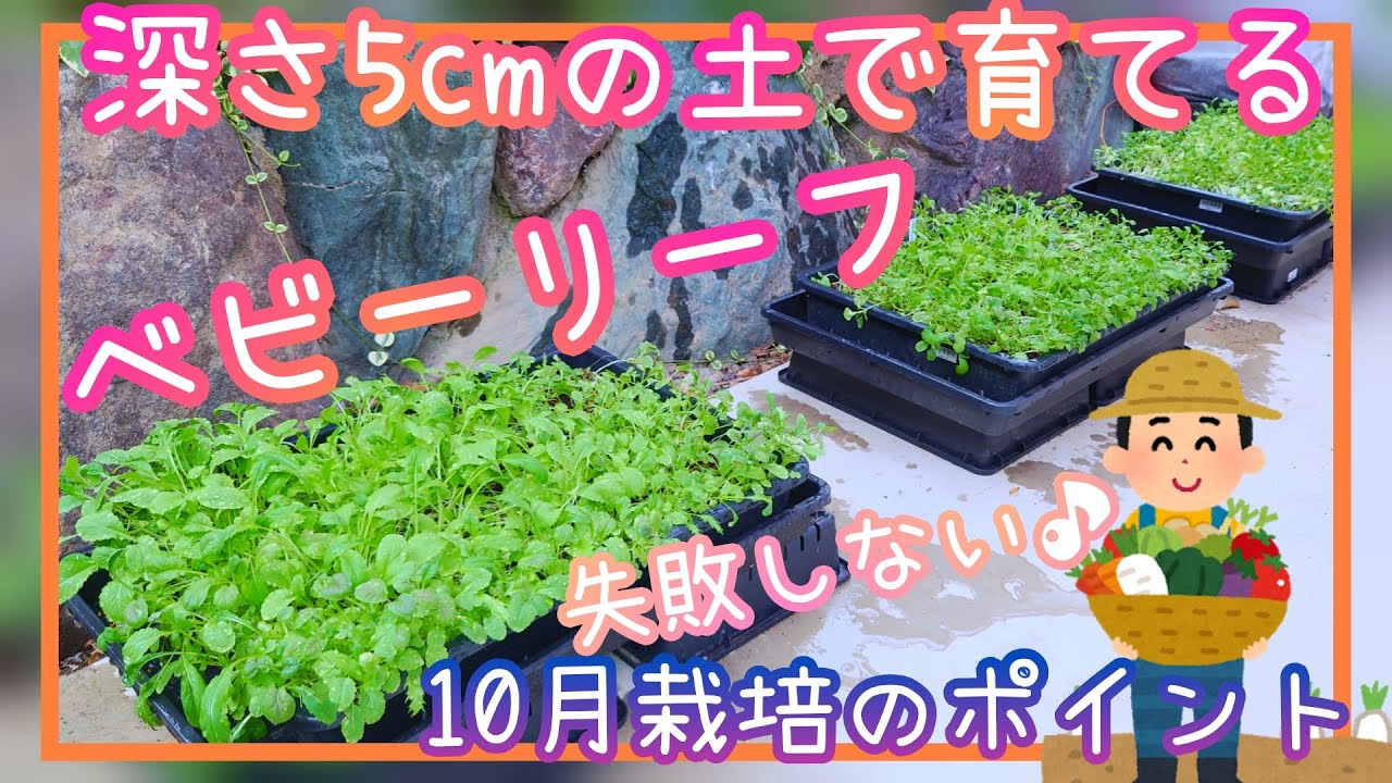 失敗しない♪ベビーリーフ/土の深さ5cmでも食べきれないほど育つ/10月種まき編/家庭菜園/2022年