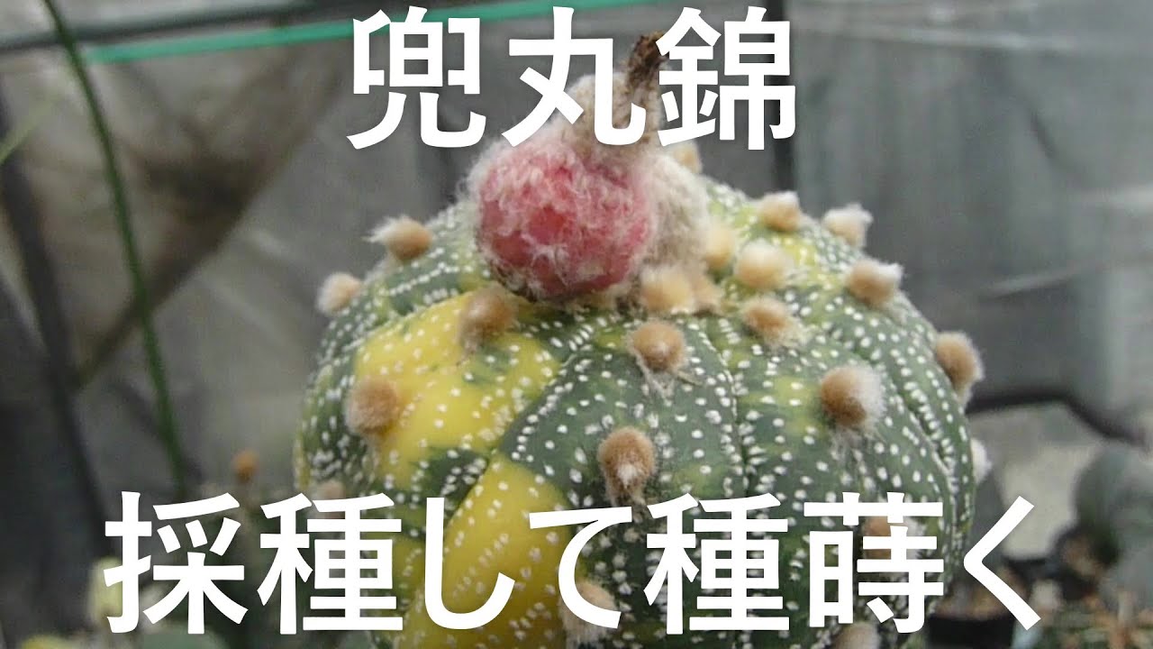 サボテンと遊ぼう 兜丸錦 採種して種蒔く Youtube