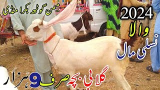 Gulabi Sirf 9 Hazar Ma | Memon Goth mandi | Bakra mandi 2023 karachi | Sasti Mandi August 4, 2023.