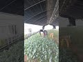 #일본 #farming #work📌ការងារ​ថ្ងៃនេះ​បេះ케일
