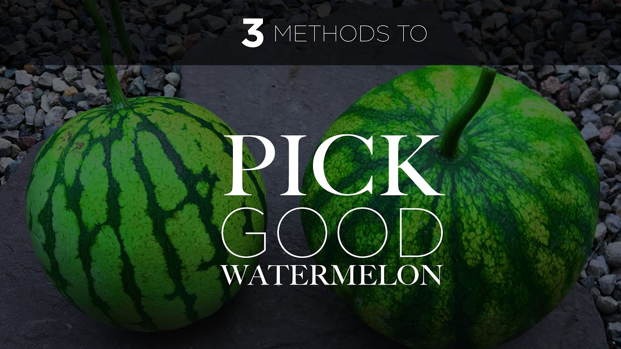 3 Methods to Pick Good Ripe Watermelon - YouTube
