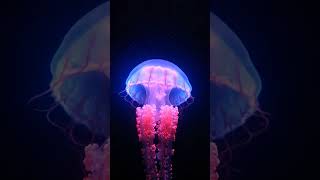 Atolla Jellyfish – flashes light like an alarm