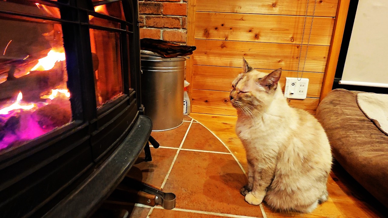小豆島、冬のログハウス日記。猫まーちゃんが届けてくれる小さな幸せ。オリーブの島、小豆島のログハウスでの夫婦の島暮らしの日常。