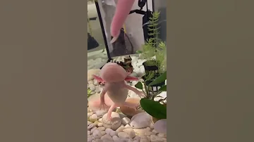 Можно ли доставать аксолотля из воды