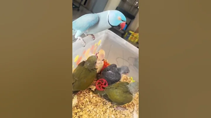 PARROT TALKING TO BABIES  | Adorable Ringneck Voices