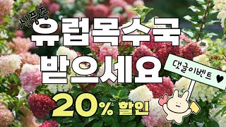 한번더 수국축제 💚신품종 수국20%할인💚댓글쓰고 신품종유럽목수국받으세요‼️ 매장방문시 수국제외 전품목 추가10%할인