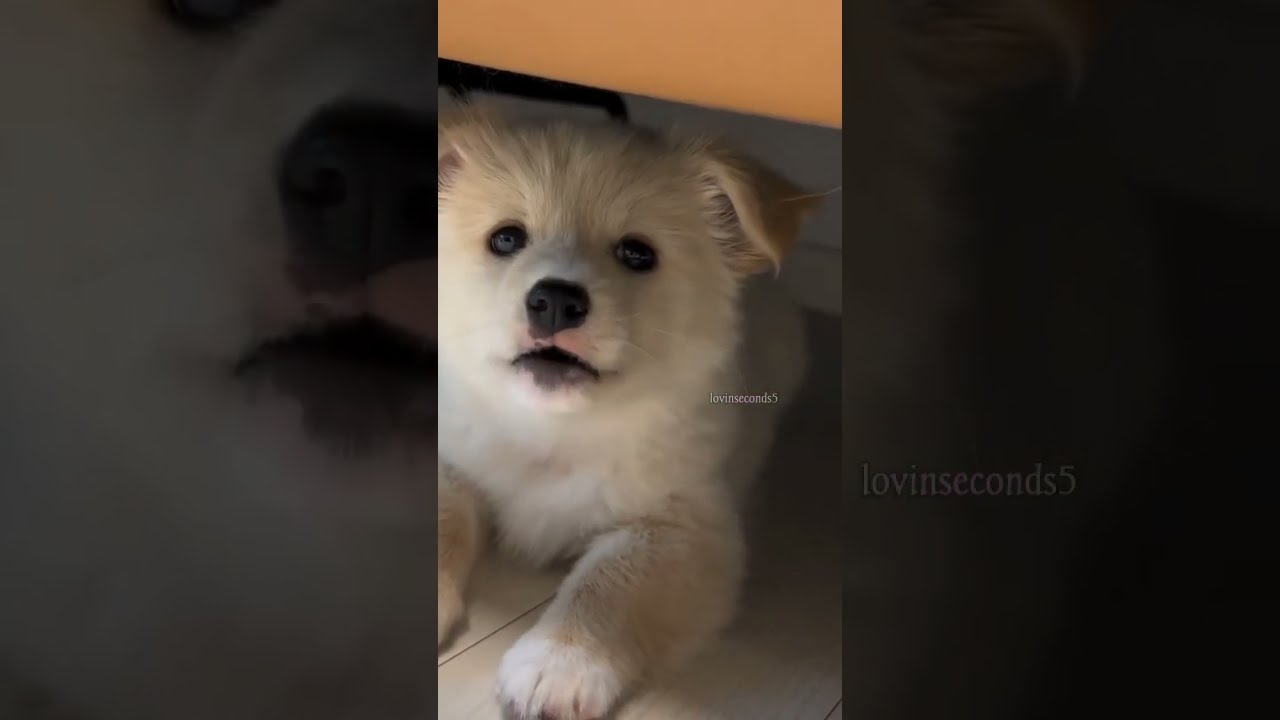 Cutie Puppy Barking Shorts Shortvideo Dogsound Dog Puppycuteness