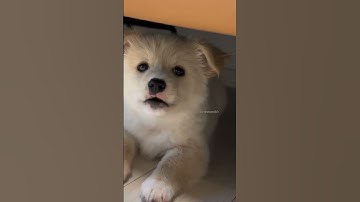 Thumbnail of cutie puppy barking 🔥🐕#shorts #shortvideo #dogsound #puppy #dog #puppycuteness