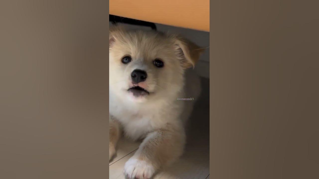 cutie puppy barking 🔥🐕#shorts #shortvideo #dogsound #puppy #dog #puppycuteness