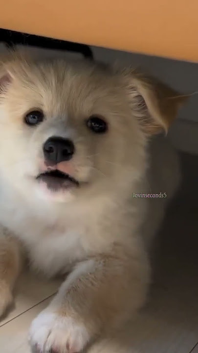 cutie puppy barking 🔥🐕#shorts #shortvideo #dogsound #puppy #dog #puppycuteness