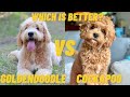 Goldendoodle vs Cockapoo - Which Dog Breed is Better