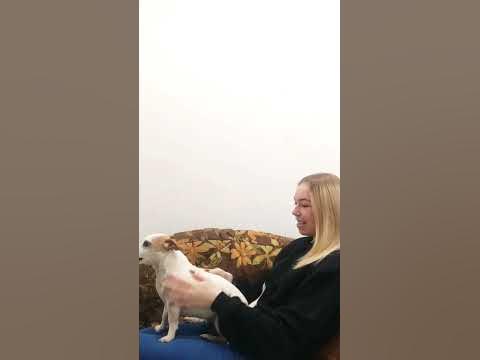 Самая хитрая собака ☺️ - YouTube