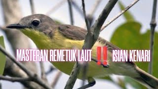 MASTERAN REMETUK LAUT 2025‼️ISIAN KENARI