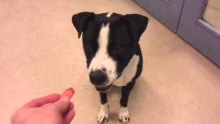 Francisco A 2 Year Old Pit Bull Terrier Mix Available For Adoption At The Wisconsin Humane Society