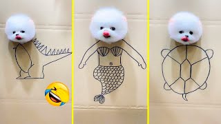 Cute Pomeranian Puppies Doing Funny Things 2024 - Cute and Funny Dogs #4