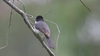 Female Restless Flycatcher 4K 28 02 21