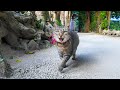 並木道を散歩していたら鈴を付けた猫がこっちに歩いてきた