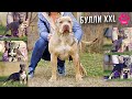 Самая большая собака КИНГ и его 8 щенков! Такую собаку вы еще не видели! American Bully XXL (Bossy)