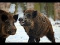 Driven Wild Boar - GoPro - Contour - Season 2012-2013