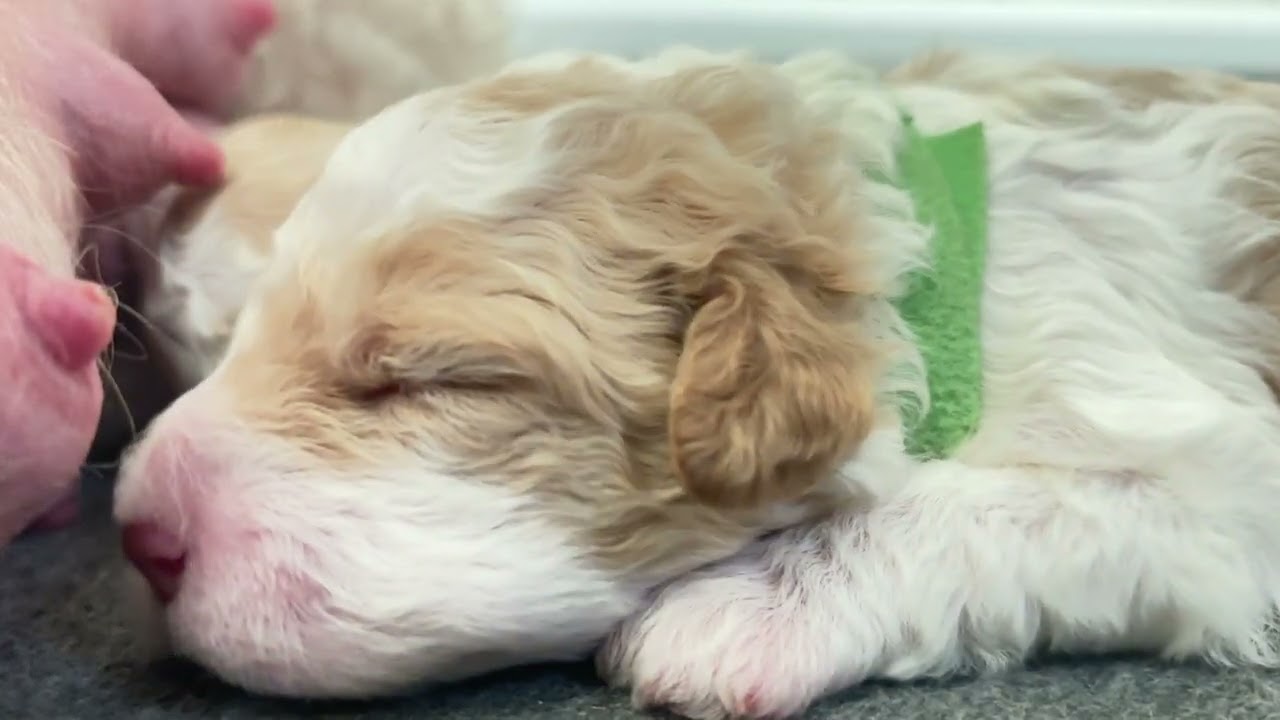 NW Lagotto has registered puppies