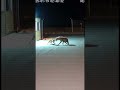 Strike of Raw Violence #animals #minicamera  #wildlife