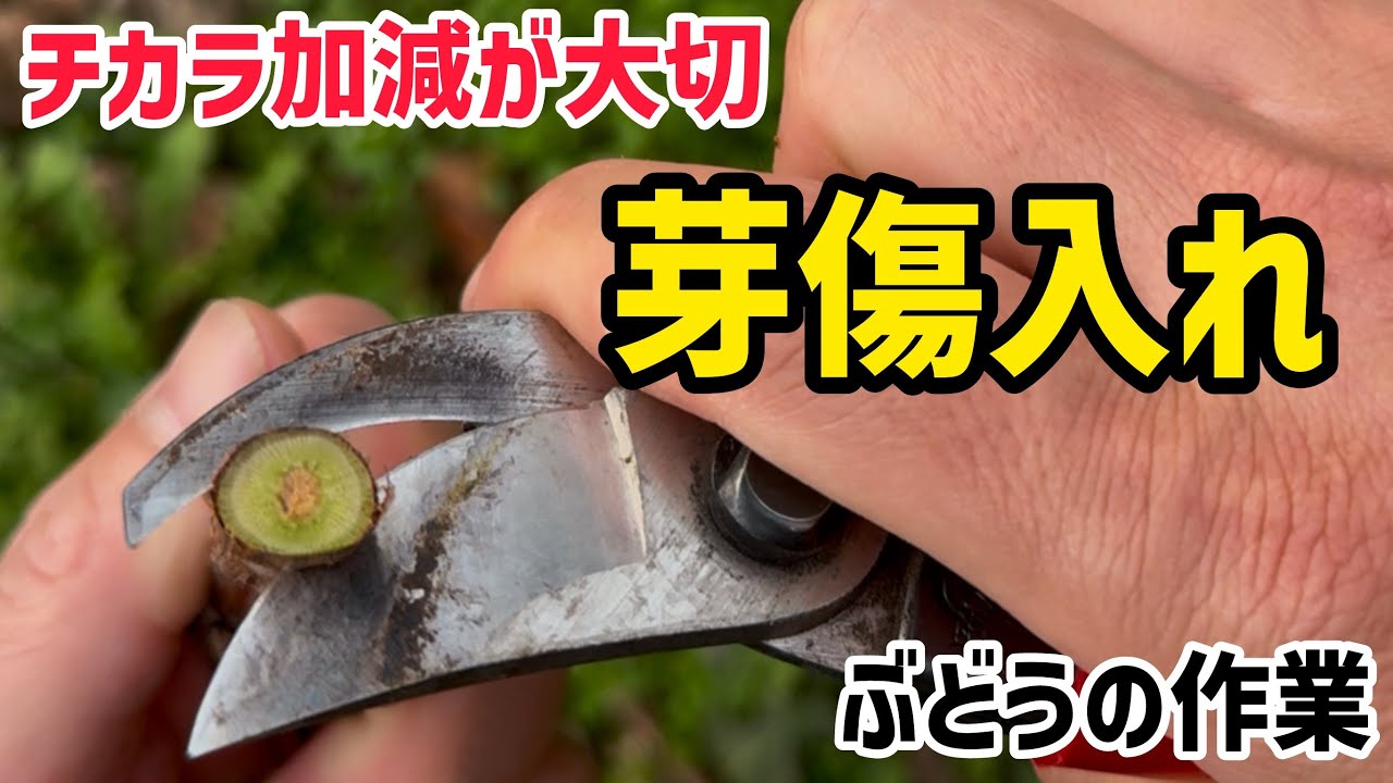 「ぶどうの作業」剪定の後は芽傷入れ作業！チカラ加減が大切です。