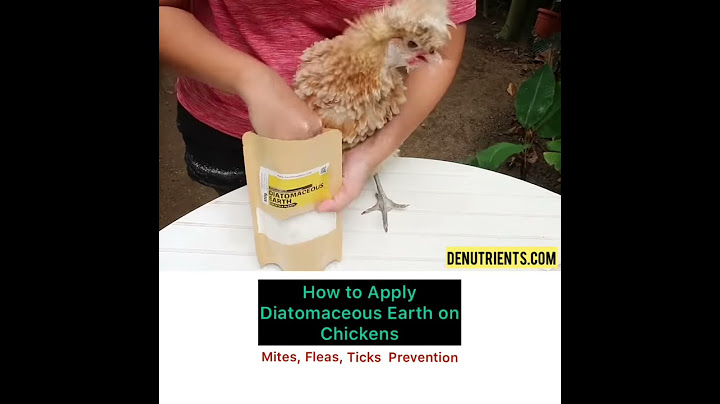 How to Apply Diatomaceous Earth on your Pet Chickens - DENutrients Diatomaceous Earth