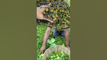 Khổ qua rừng - thực phẩm hữu ích cho bệnh nhân tiểu đường, mỡ máu, béo phì