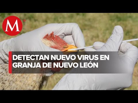 Detectan cepa H5N1 de gripe aviar en granja de Montemorelos, NL