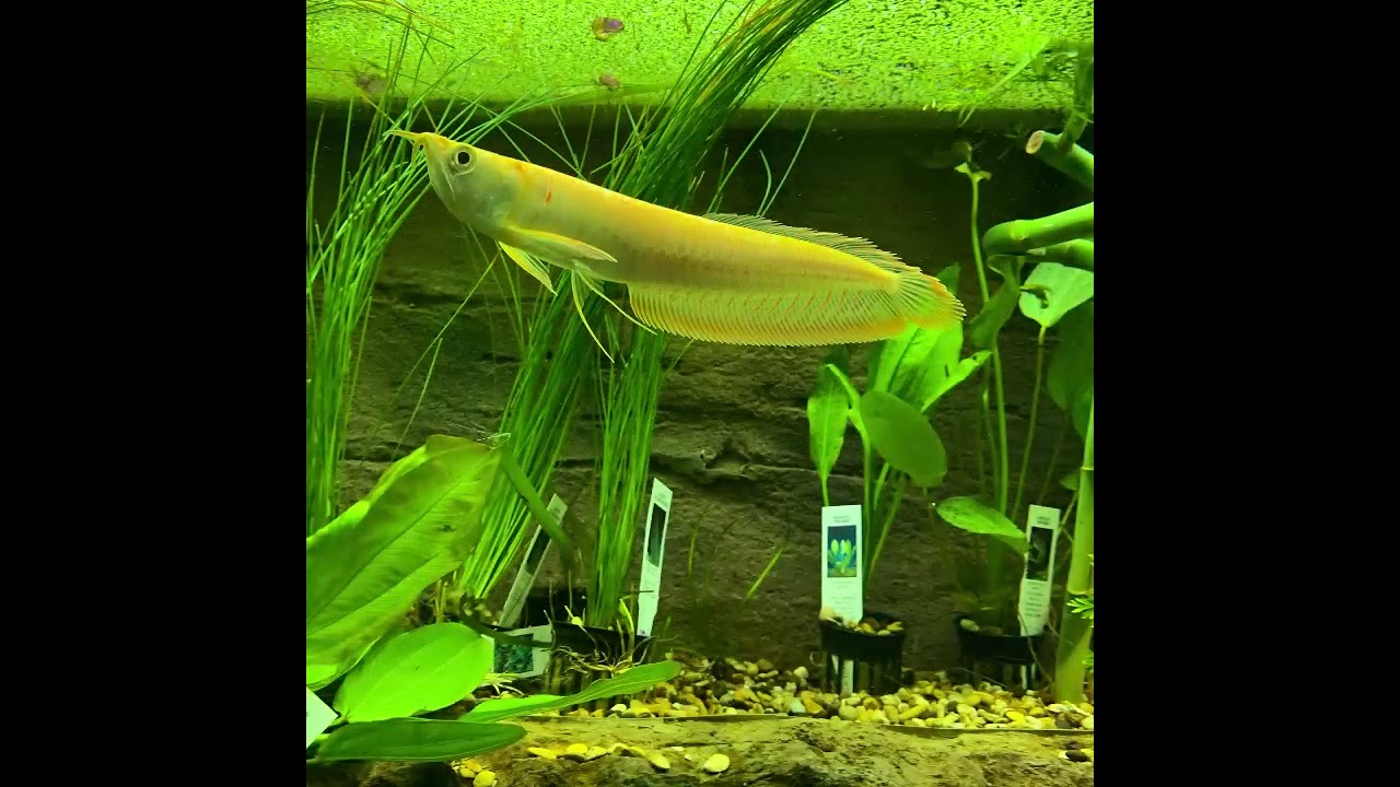 Aquarium Dreams Coming TRUE.  Freshwater, Marine Fish, Reptiles, Supplies and much more.