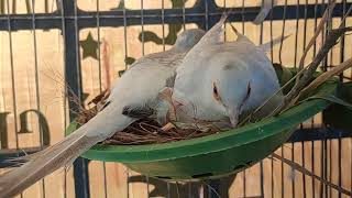 Good News, Wings of Paradise new member #birdcare #birds #budgies #lovebirds
