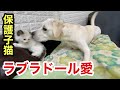 子猫に何されても怒らないラブラドールの愛情に涙が溢れそうです