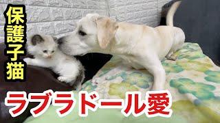 子猫に何されても怒らないラブラドールの愛情に涙が溢れそうです