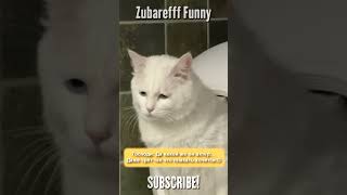 Какой Же Он Актер😂Угорает Со Своего Кота|Мемы|Приколы От Зубарева #Shorts #Zubarefff #Memes #Юмор