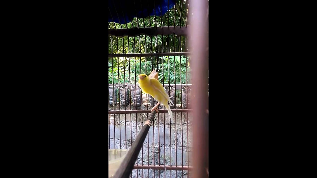 Kenari Belgian Bosso Diy Youtube