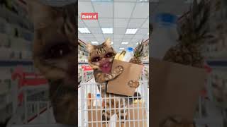 komik kedi videoları #kediler #komikkediler #shorts Resimi