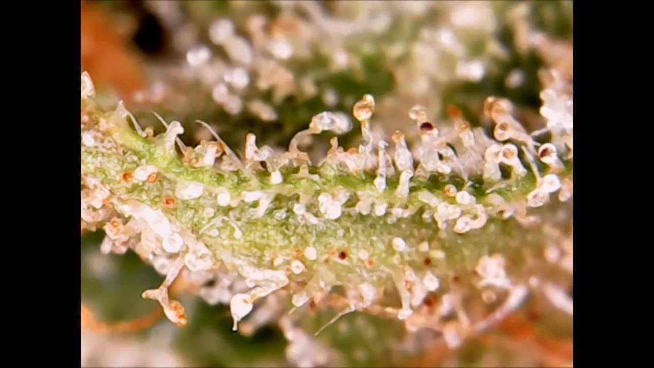 Tomato / Hemp Russet Mite under the microscope