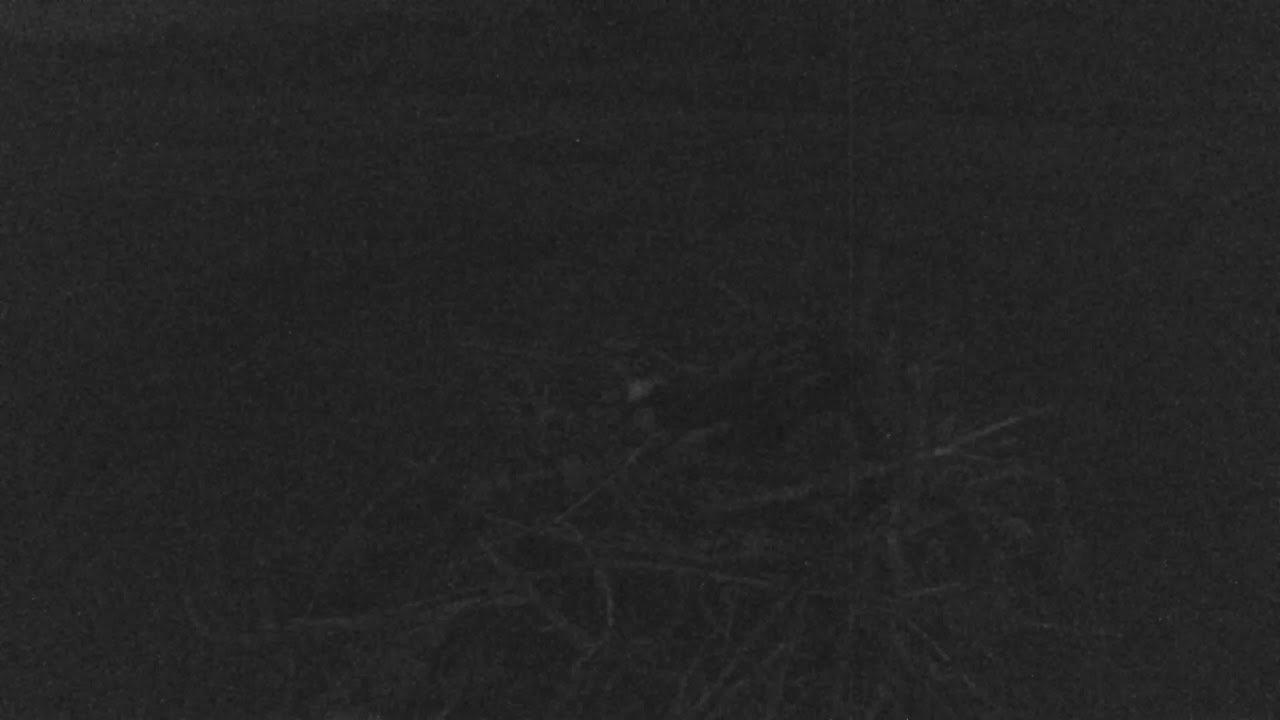 camera iphone 8 plus apk Cape Cod Museum of Natural History Live Stream
