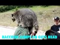 RACCOON JUMPS ON MANS HEAD | SMASHING FRUIT WITH A BEAR TRAP