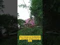 Tree removal service#bambo# cutting#distribution#ab cable
