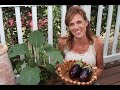 Heat, Drought, and How to Harvest Eggplant!