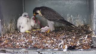 15th May 2024 Feed by Cromer Peregrines 322 views 3 weeks ago 11 minutes, 32 seconds
