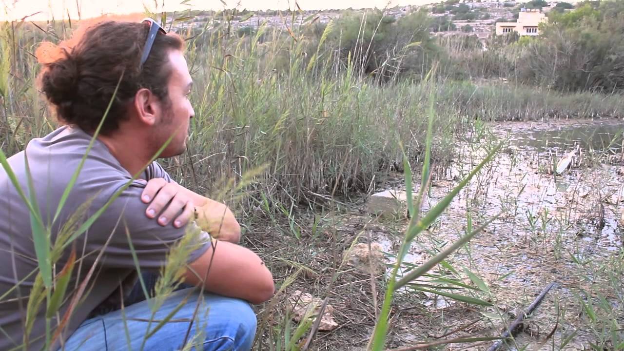 Squacco Heron released at Simar