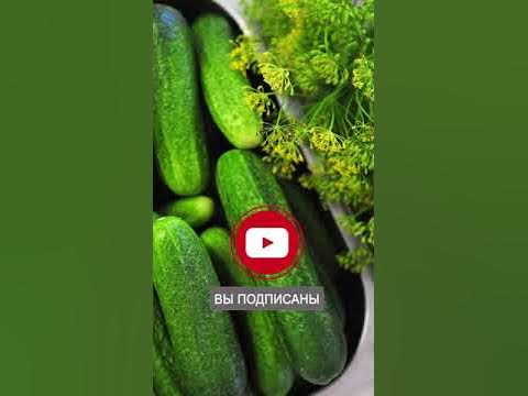 РАННИЙ УРОЖАЙ ОГУРЦОВ 🥒 Как получить урожай огурцов раньше срока на 4 ...