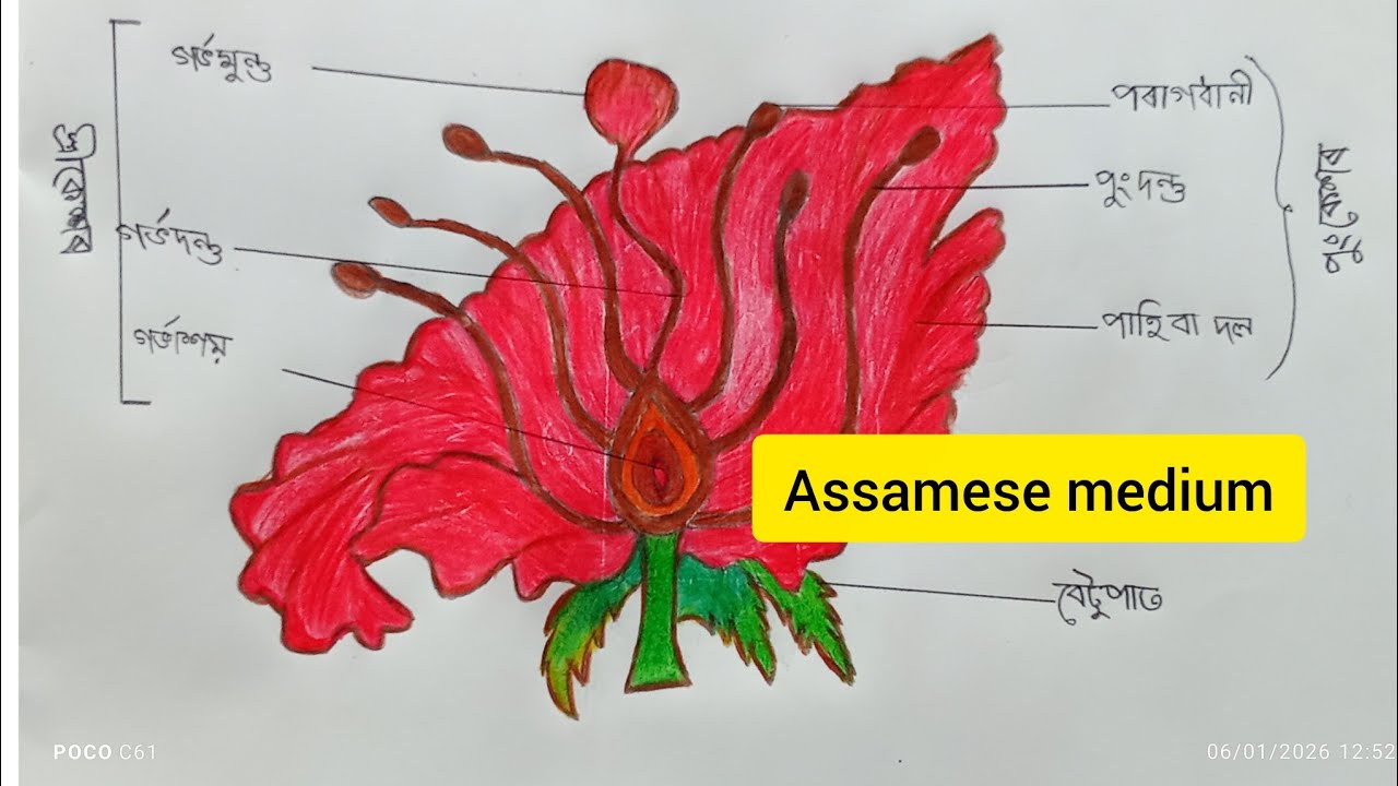 How to draw longitudinal Section of Flowers/Class 10 Assamese medium.
