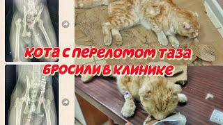 Кота с переломом таза бросили в клинике