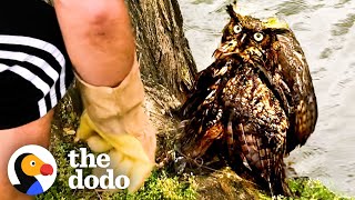 Guy Is So Excited To Release The Owl He Rescued Back To The Wild | The Dodo