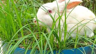 The white rabbit is eating green grass